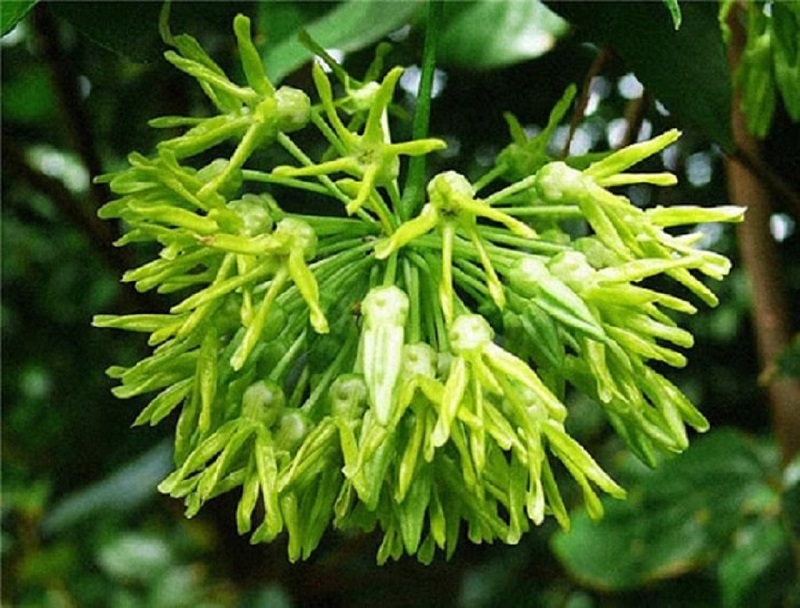 Mơ thấy hoa thiên lý đánh số gì? Mơ thấy hái hoa thiên lý 1 giac-mo-thay-hoa-thien-ly-mau-xanh