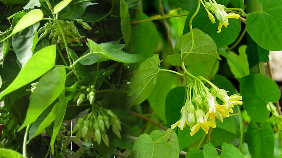 mo-thay-hoa-thien-ly-danh-so-gi Mơ thấy hoa thiên lý đánh số gì? Mơ thấy hái hoa thiên lý