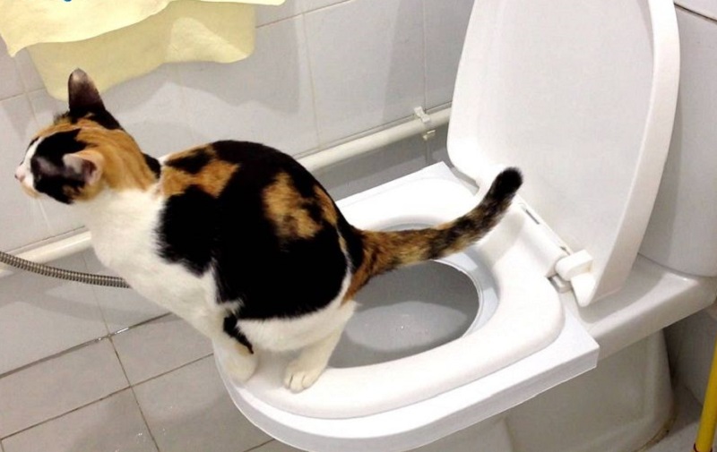 mo-thay-meo-di-ia-trong-bon-cau