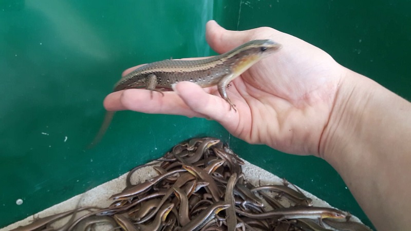 nam-mo-thay-bat-ran-moi-tren-tay