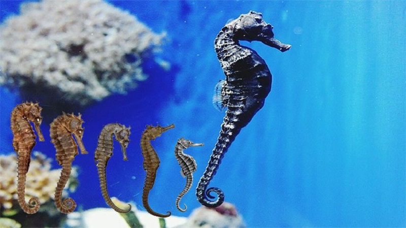 mo-thay-dan-ca-ngua-la-diem-gi