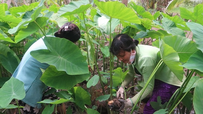 nam-mo-thay-dao-cu-khoai-mon