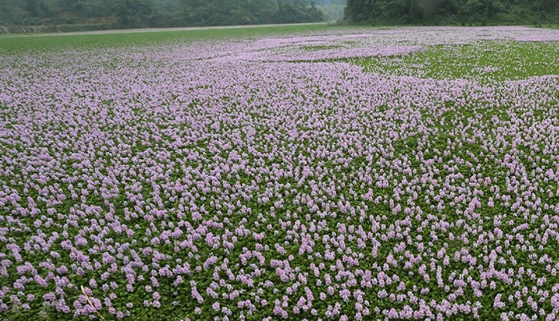 ngu-mo-thay-luc-binh-troi