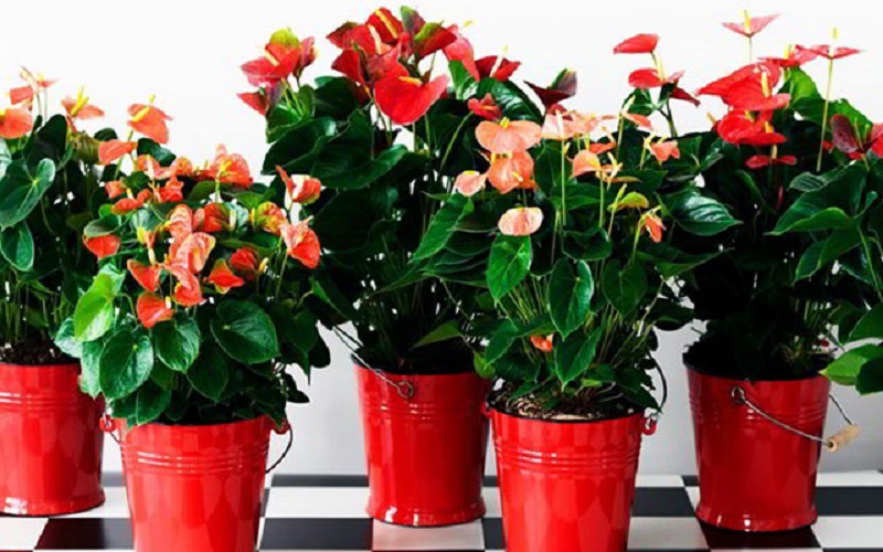 Mơ thấy cây hồng môn đánh con gì? Ý nghĩa giấc mơ này 1 mo-thay-cay-hong-mon-mau-do