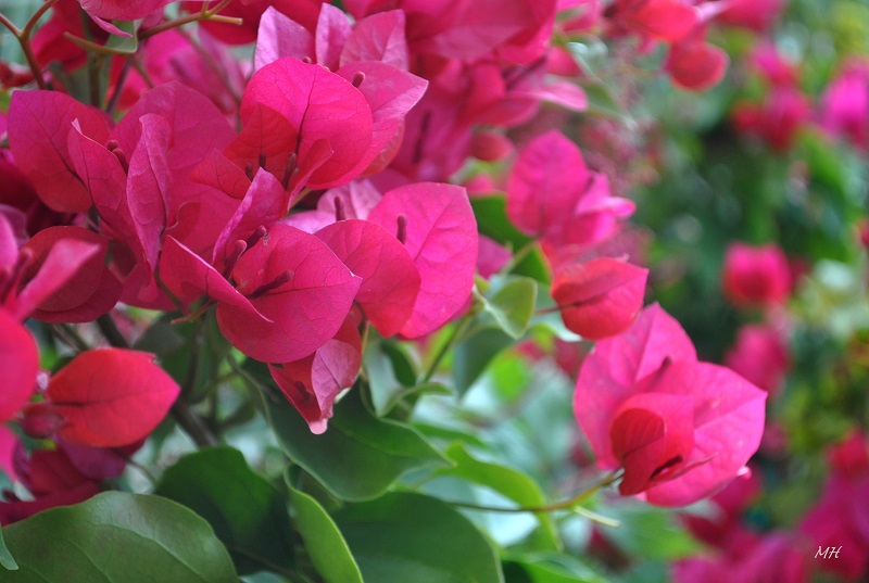 nam-mo-thay-hoa-giay-mau-do