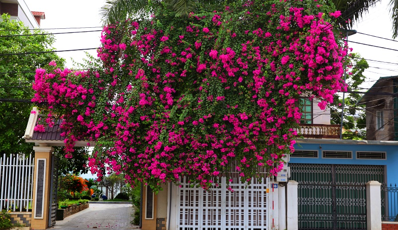 nam-mo-thay-trong-cay-hoa-giay-truoc-nha