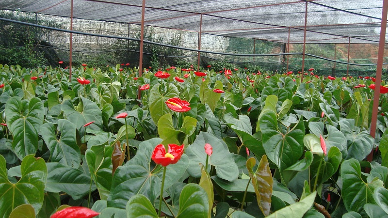 Mơ thấy cây hồng môn đánh con gì? Ý nghĩa giấc mơ này 3 nam-mo-thay-trong-cay-hong-mon