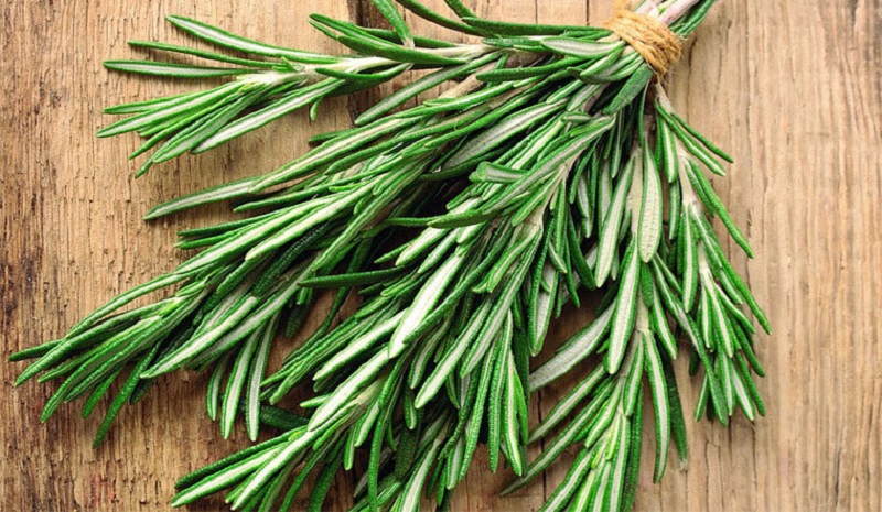 Mơ thấy cây hương thảo đánh con gì? Mơ thấy trồng hương thảo 1 giai-ma-giac-mo-thay-cay-huong-thao