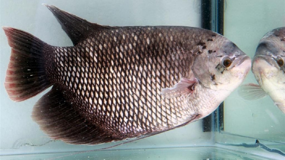 mo-thay-ca-tai-tuong-danh-con-gi mo-thay-ca-tai-tuong-danh-con-gi