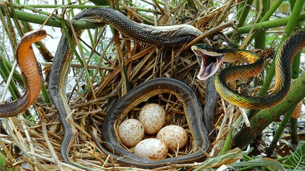 mo-thay-to-ran-danh-con-gi mo-thay-to-ran-danh-con-gi