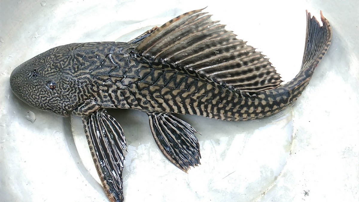 nam-mo-thay-ca-lau-kieng-danh-con-gi Nằm mơ thấy cá lau kiếng đánh con gì? Ý nghĩa giấc mơ này