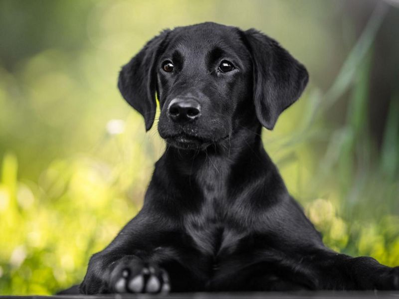 Chó vào nhà là điềm gì và gặp hiện tượng này nên đánh số mấy? 1 Chó vào nhà là điềm gì tốt hay xấu