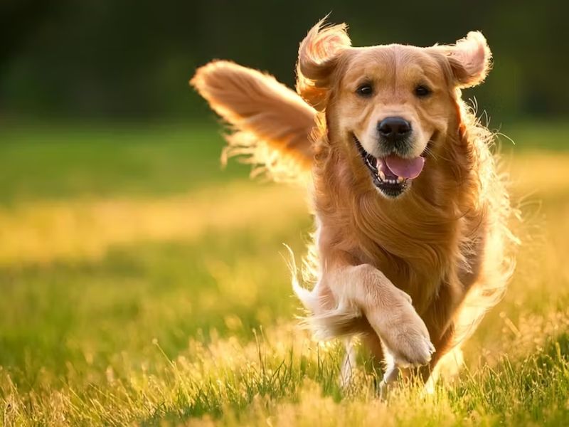 Chó vào nhà là điềm gì và gặp hiện tượng này nên đánh số mấy? 2 Chó vào nhà là điềm gì và đánh con mấy