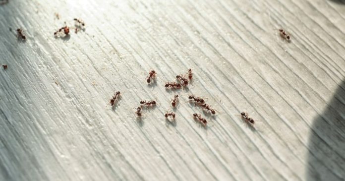 Kiến vào nhà là điềm gì thử đoán con số may mắn