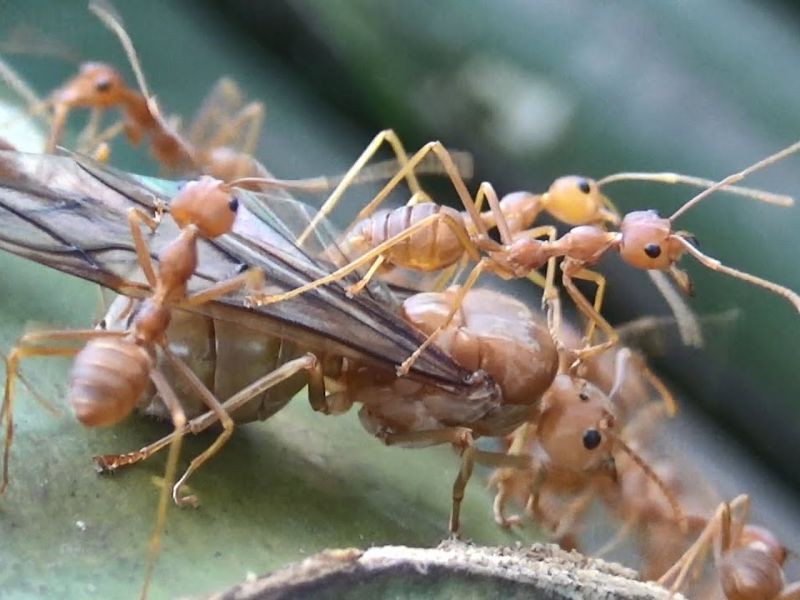 Kiến vào nhà là điềm gì khi đó là kiến vàng