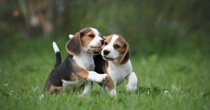 Mơ thấy 2 con chó là điềm gì, số nào hên