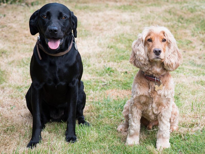 Mơ thấy 2 con chó mang ý nghĩa kép