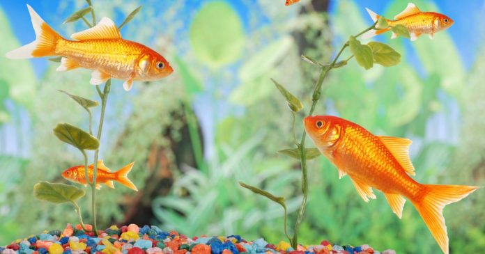 Mơ thấy cá bơi trong nước Mơ thấy cá bơi trong nước