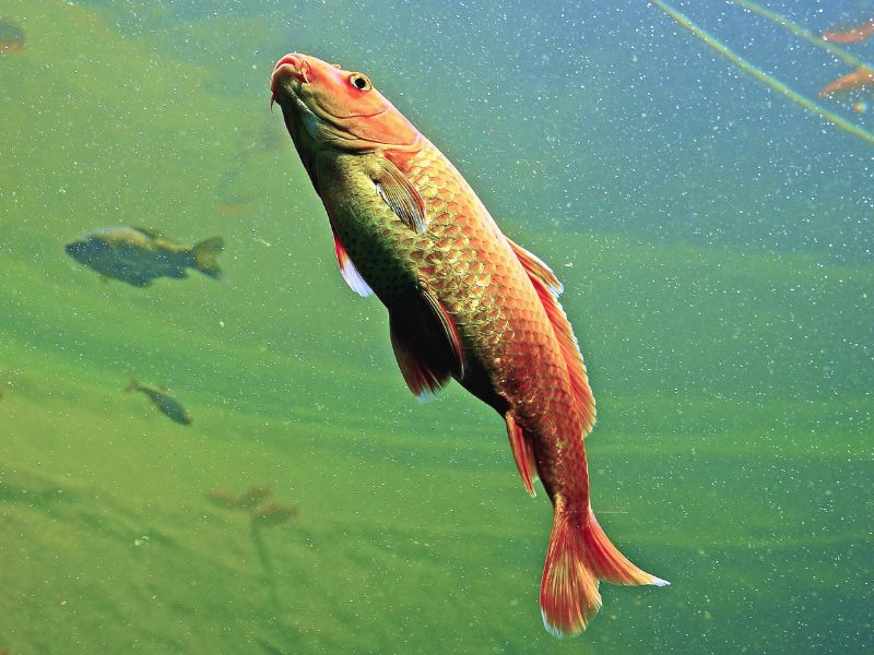 Mơ thấy cá bơi trong nước là hên hay xui và con số may mắn nào đang ẩn giấu? 3 Mơ thấy cá bơi trong nước là dấu hiệu gì