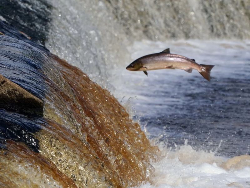 Mơ thấy cá bơi trong nước là hên hay xui và con số may mắn nào đang ẩn giấu? 1 Mơ thấy cá bơi trong nước là dấu hiệu may mắn