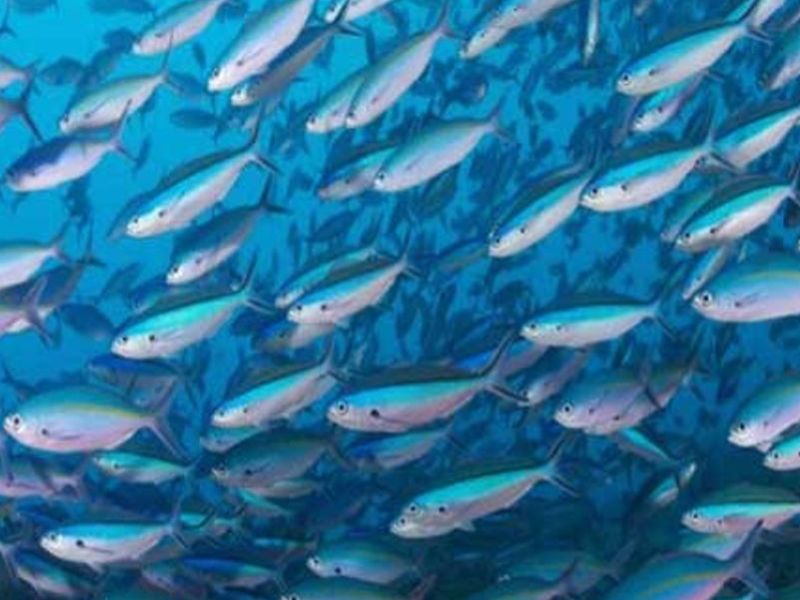 Mơ thấy cá bơi trong nước là hên hay xui và con số may mắn nào đang ẩn giấu? 2 Mơ thấy cá bơi trong nước thường mang điềm lành