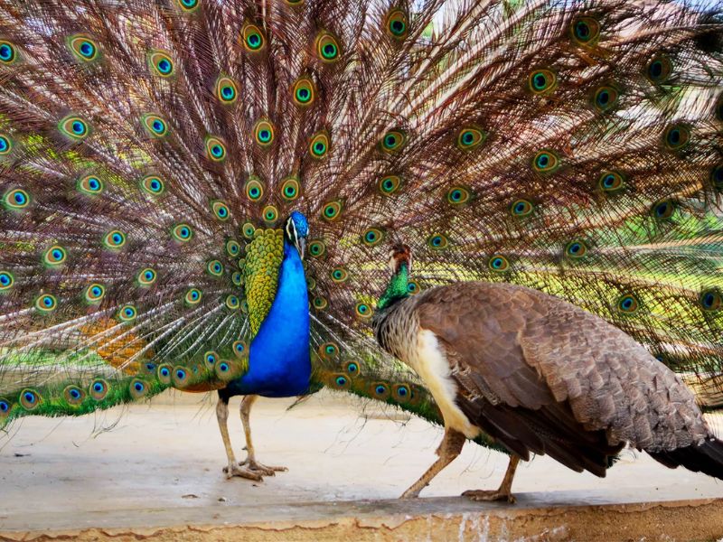 Mơ thấy con công là giấc mơ báo hiệu tình cảm hoà hợp