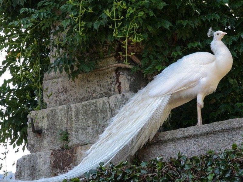 Mơ thấy con công là giấc mơ tài vận hanh thông