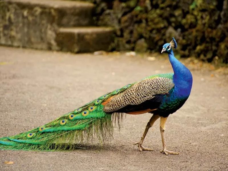 Mơ thấy con công là giấc mơ báo hiệu sức khoẻ tốt