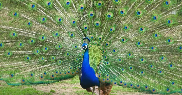 Mơ thấy con công là giấc mơ có ý nghĩa ra sao