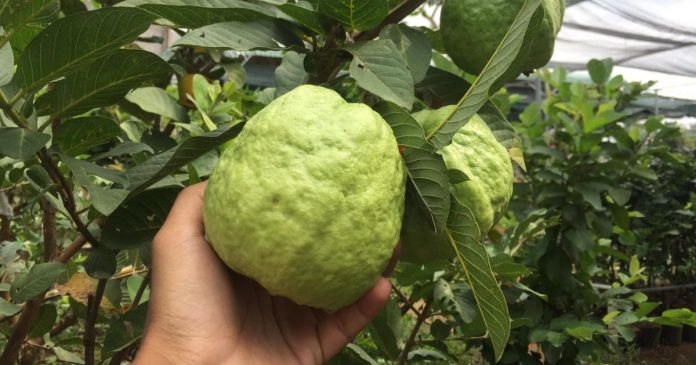 Mơ thấy hái ổi đánh con gì