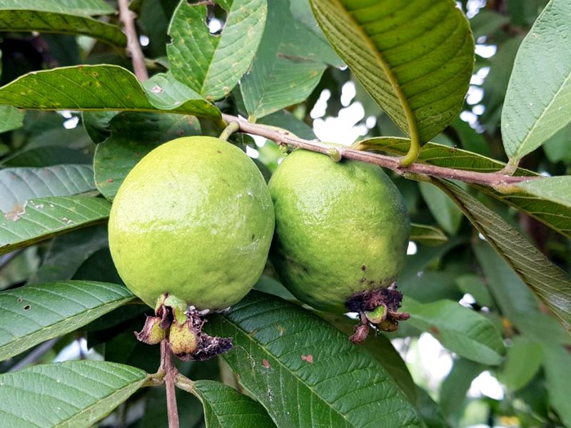 Giấc mơ hái ổi có ý nghĩa may mắn