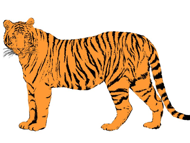 Tử vi hàng ngày tuổi Dần