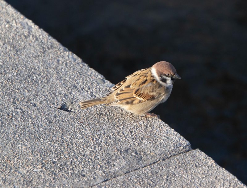 Chim sẻ bay vào nhà là may mắn 