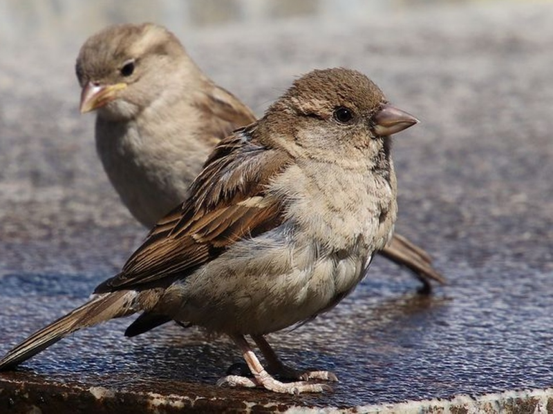 Chim sẻ bay vào nhà là may mắn hay xui xẻo