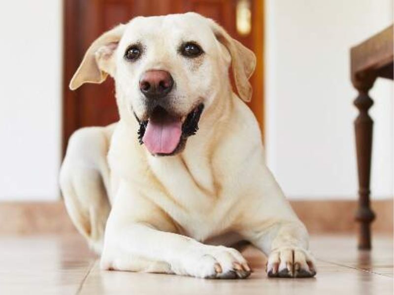 Chó vào nhà - hiện tượng đặc biệt