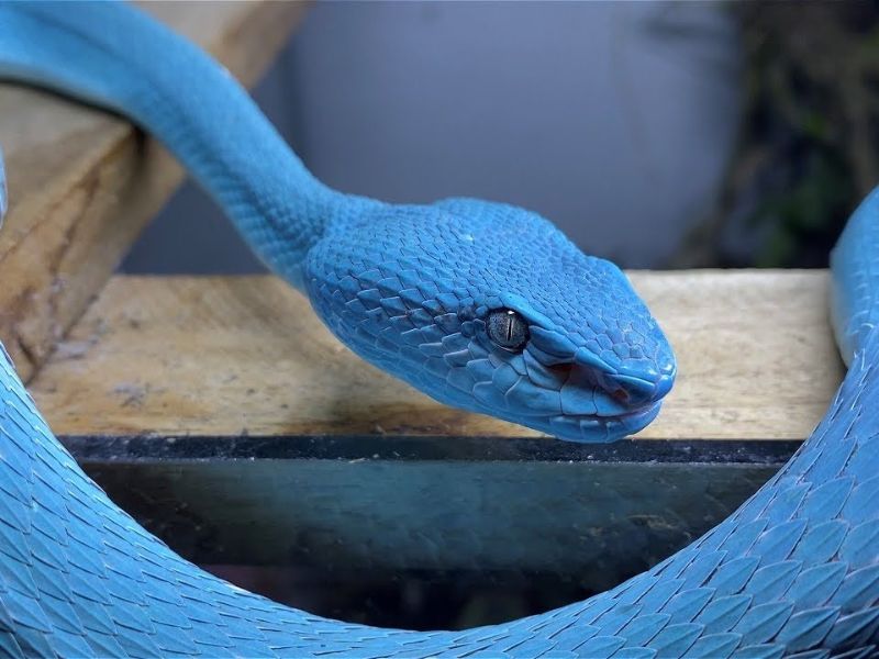 Gặp rắn xanh có thể gắn với số may mắn