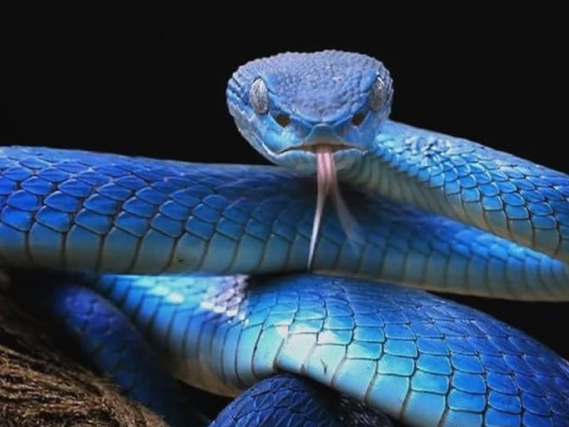 Gặp rắn xanh có thể gắn mang ý nghĩa tiêu