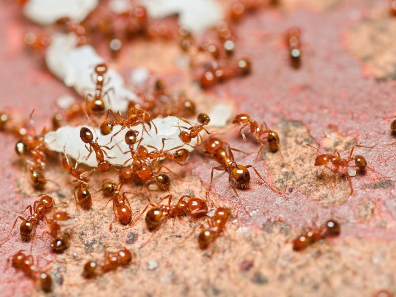 Kiến lửa vô nhà là điềm gì 1