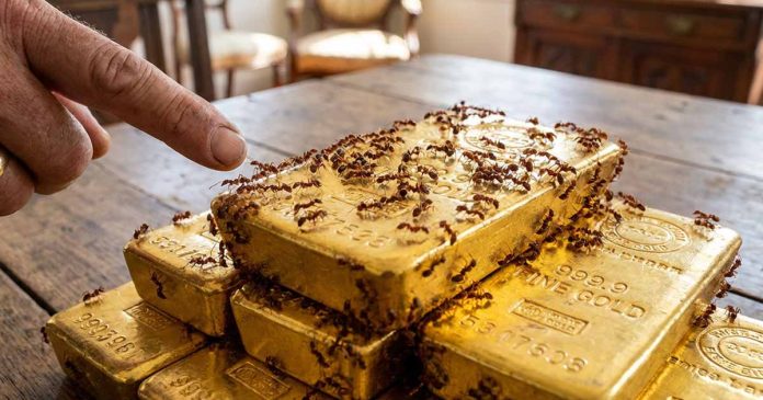 Kiến lửa vô nhà là điềm gì