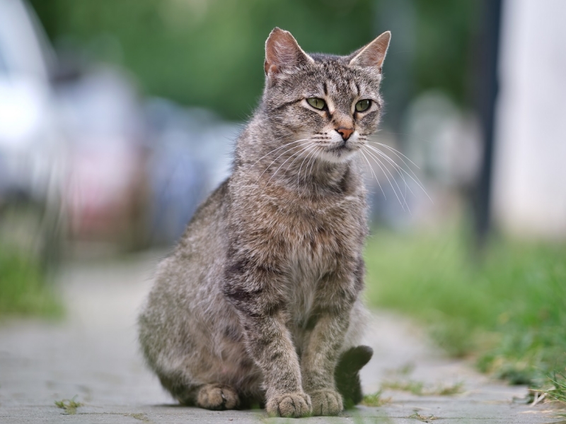 Mèo vào nhà là điềm gì 4