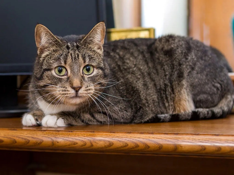 Mèo vào nhà là điềm gì 3