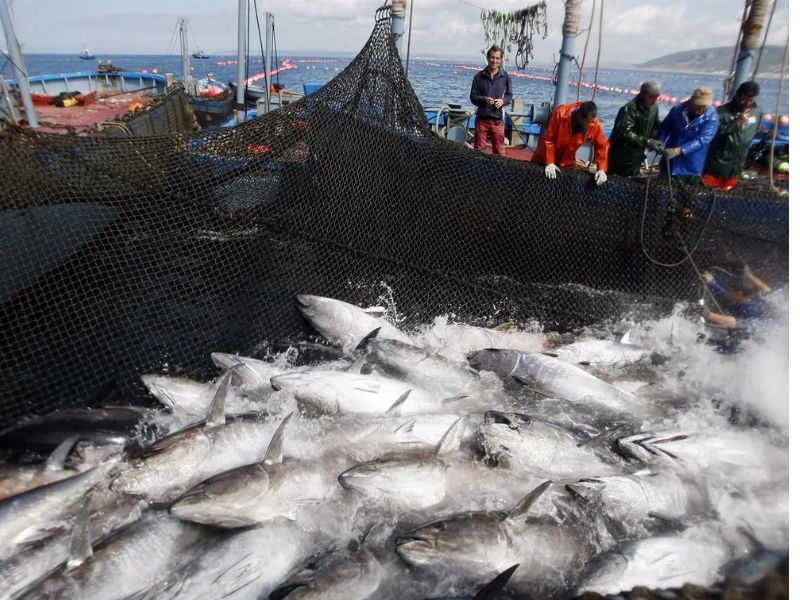 Mơ thấy bắt cá - cơ hội và thử thách