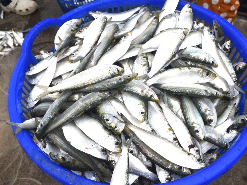 Mơ thấy bắt cá mang nhiều ý nghĩa