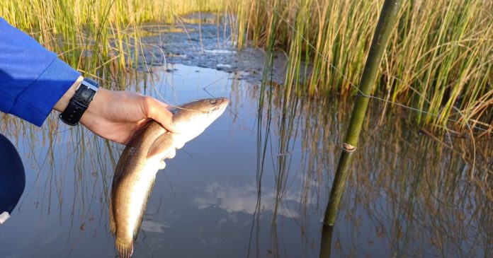 Mơ thấy bắt cá có ý nghĩa gì