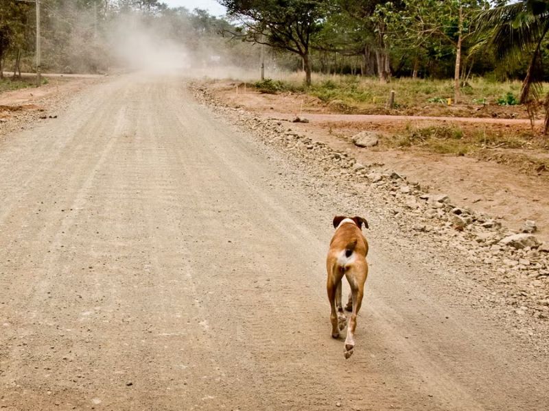 Mơ thấy bị chó cắn 3