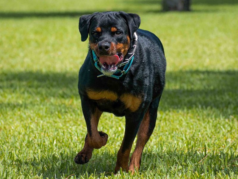 Mơ thấy bị chó cắn 4