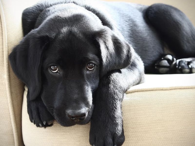 Nằm mơ thấy chó đen là tốt hay xấu