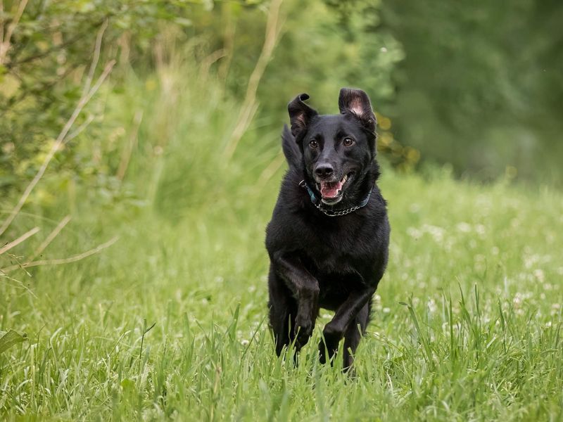 Nằm mơ thấy chó đen là tốt hay xấu
