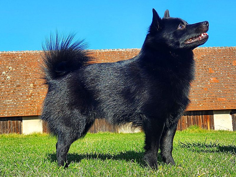 Nằm mơ thấy chó đen là tốt hay xấu