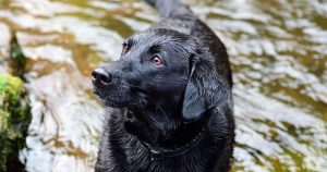 Nằm mơ thấy chó đen: Giải mã điềm báo và chọn con số may mắn